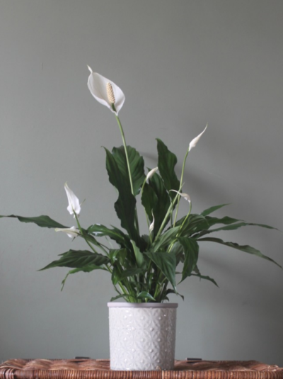 Peace Lily - Roots Floral Designs Florist Bristol