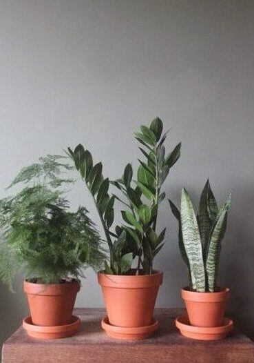 Trio of plants